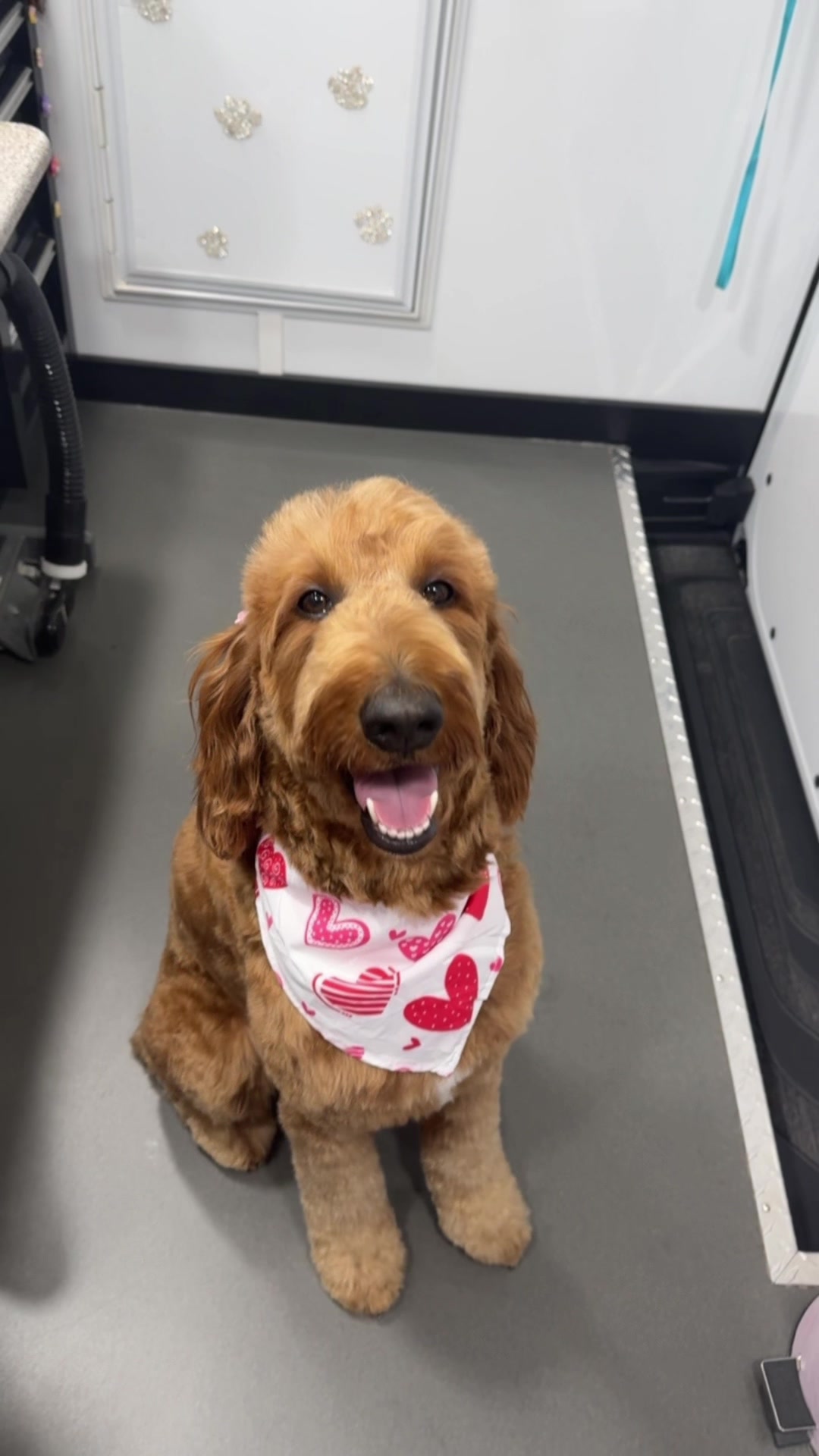 @the_Pawfectionist