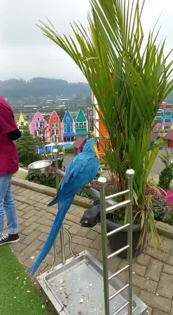 @بچه بابه هزارستان