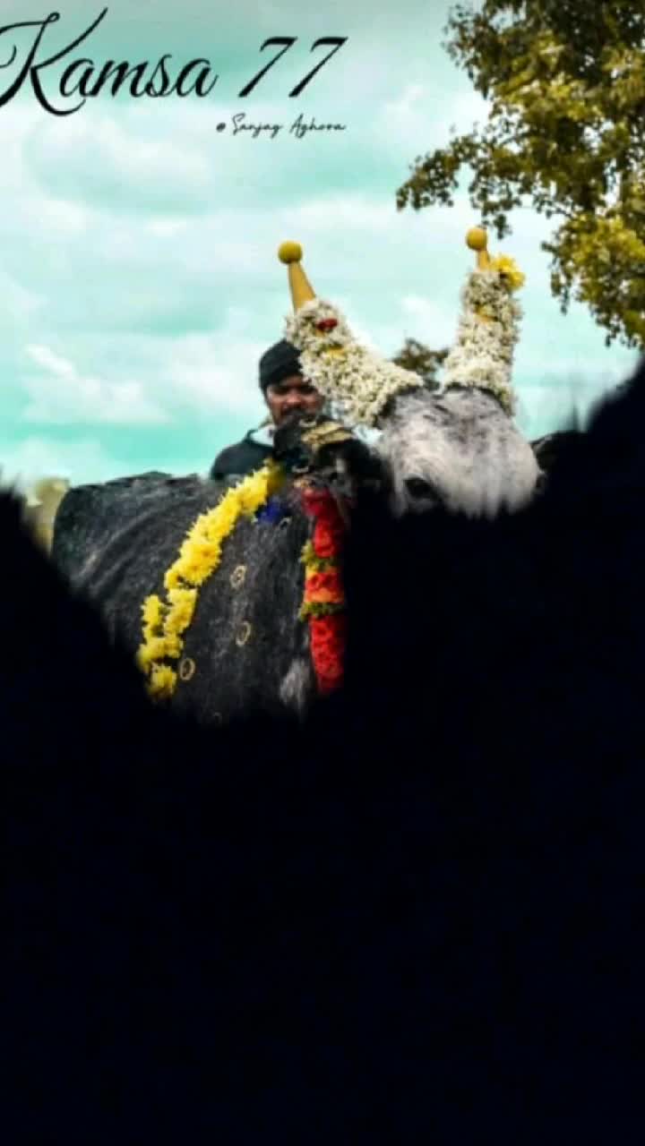 @sachin bull