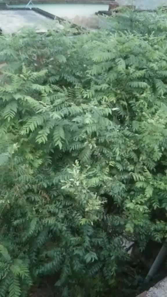 @Laxmipriya Panigrahi