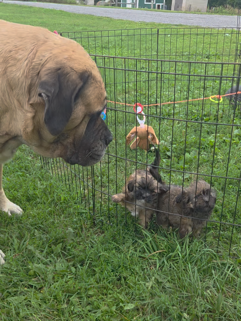 @Maple Mastiffs