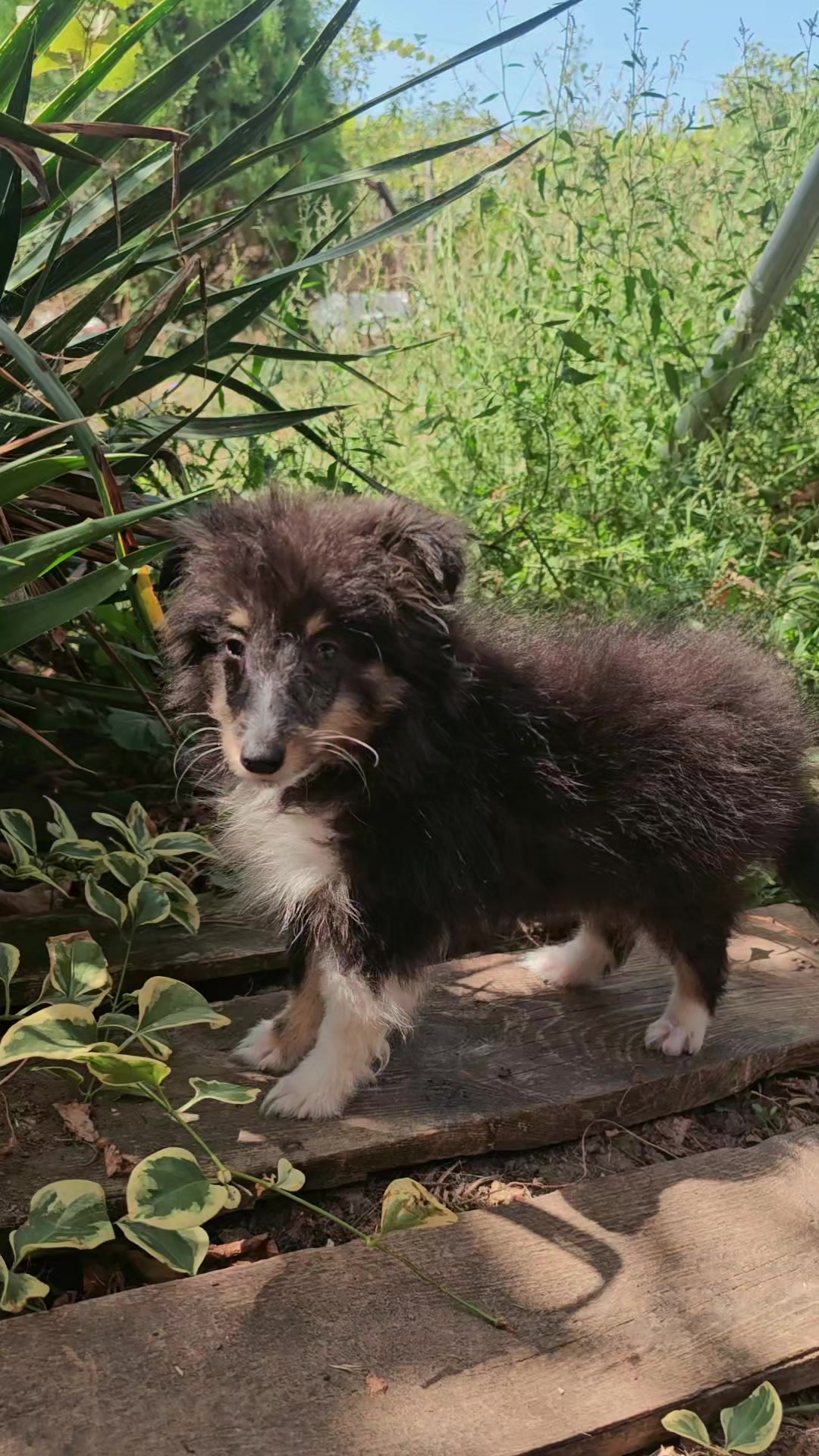 @kennel.dogs