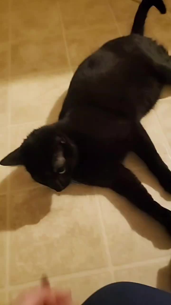 @CrazyCatLady