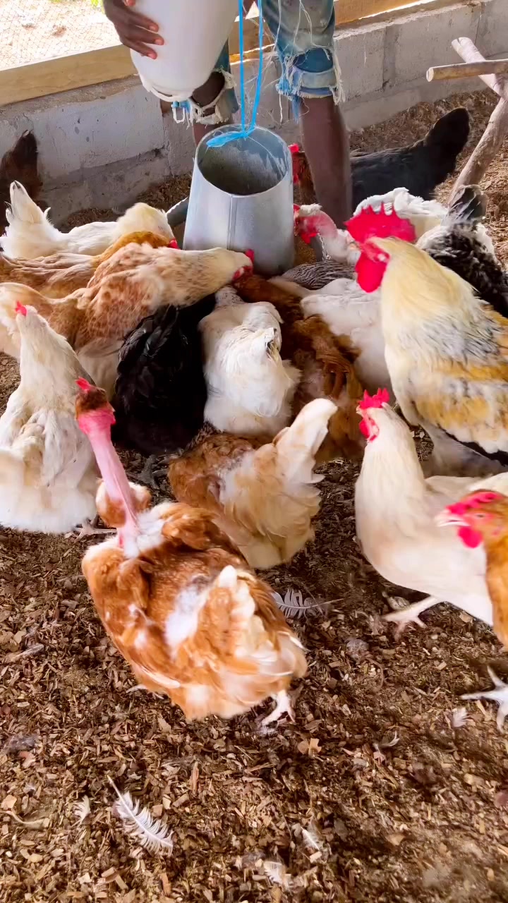 @NDIAYE-BREEDING 🐔