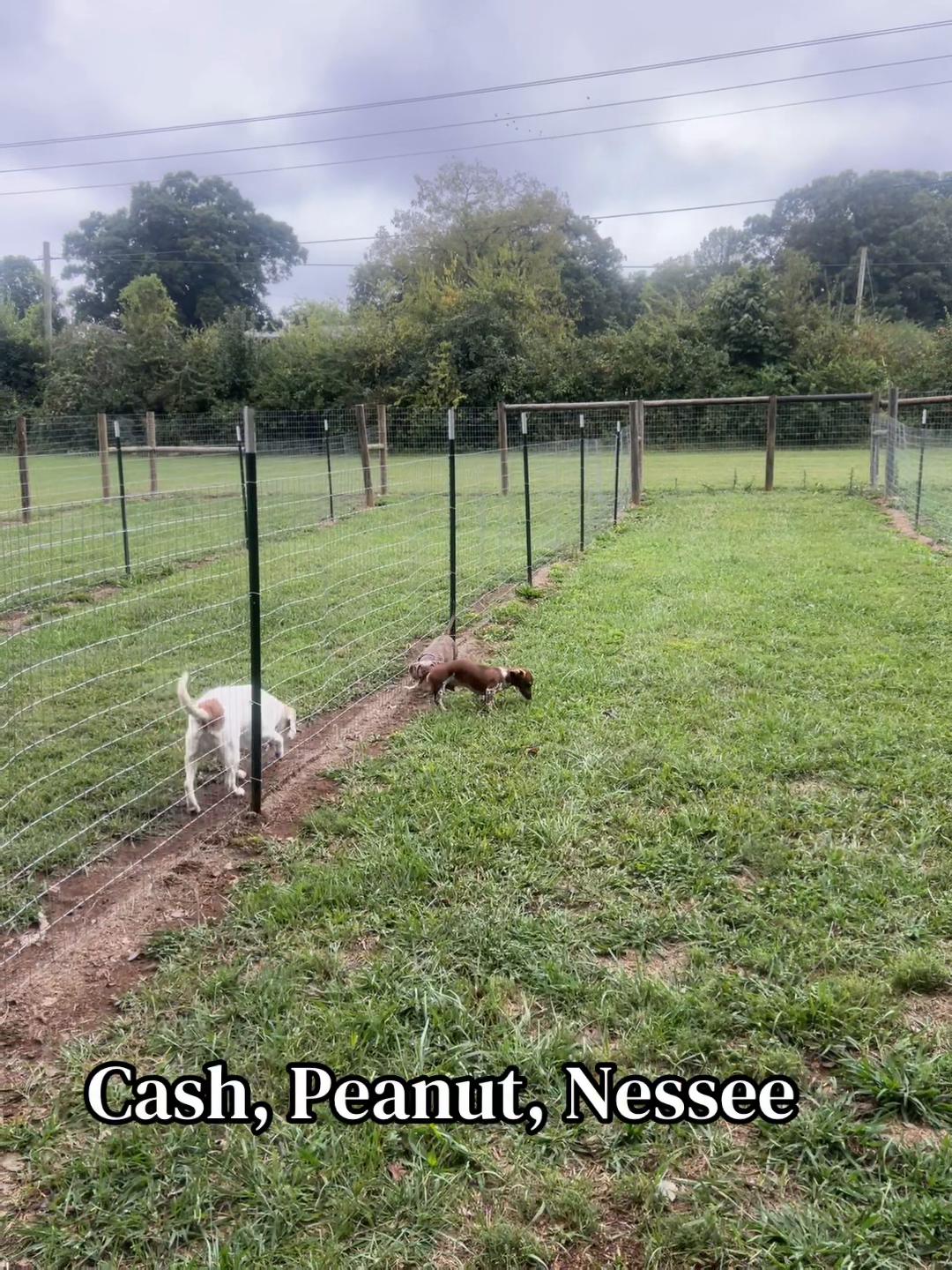 @Angie@k9kennels🐾