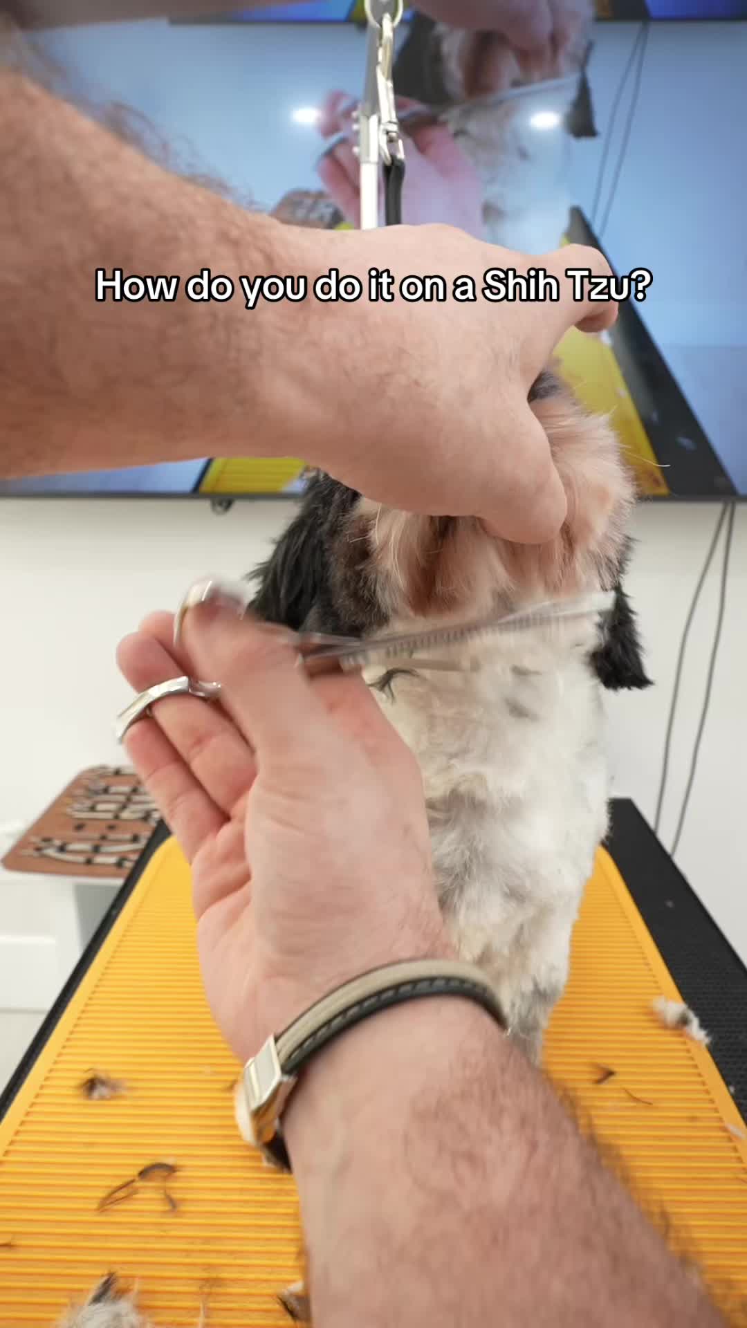 @NorCal Grooming Academy