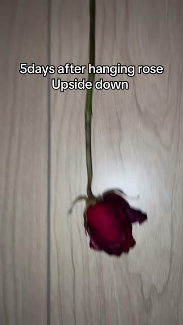 @Jewlez