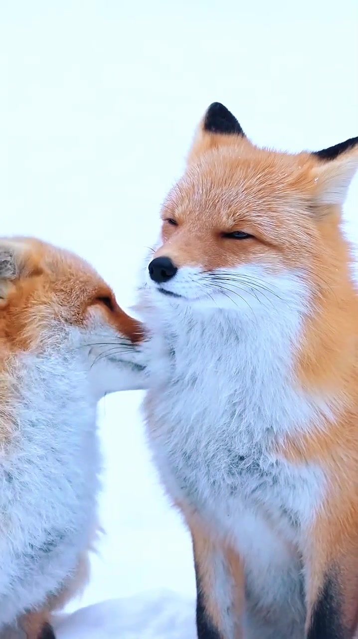 @Birds Animals In the world