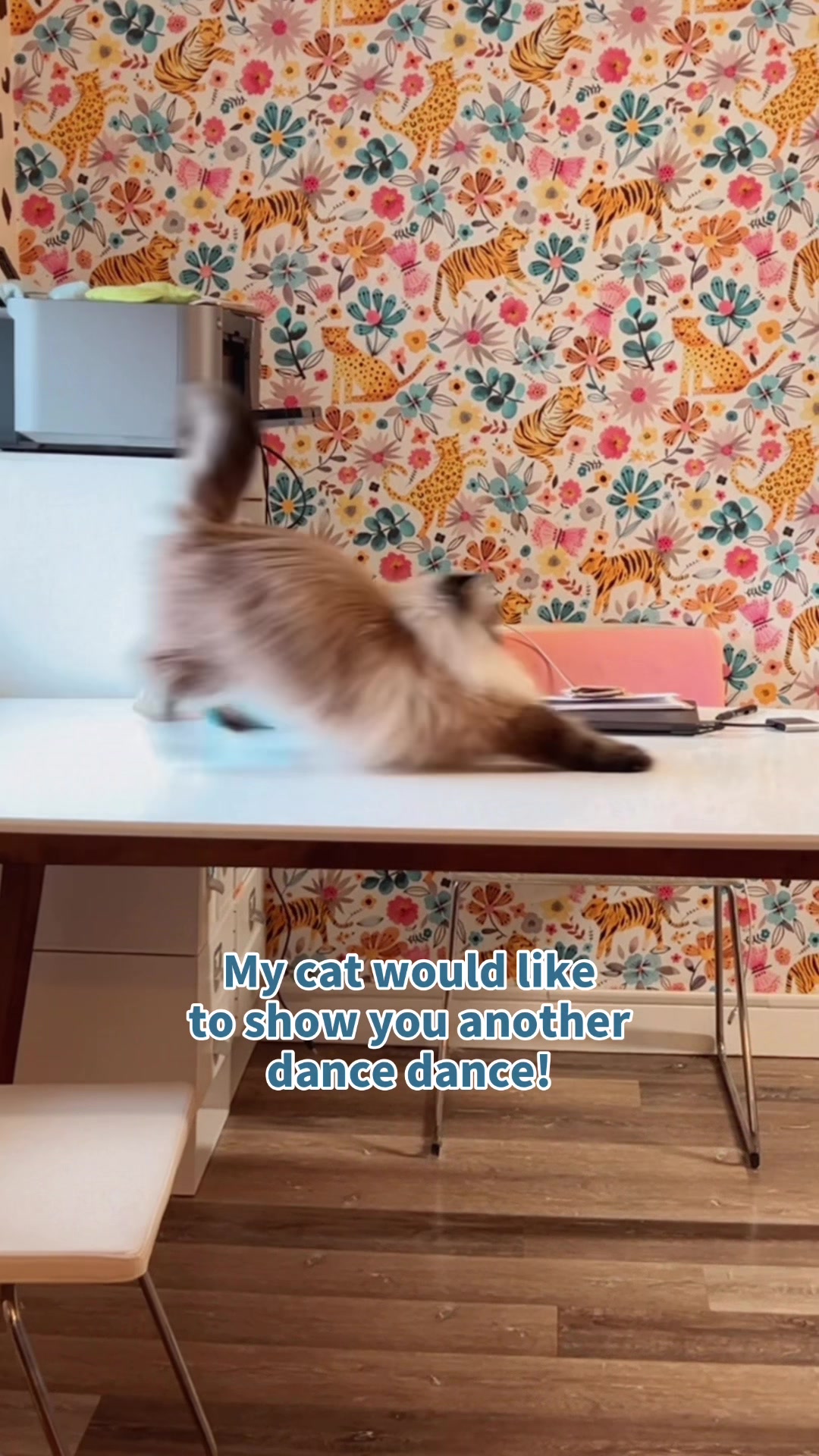 @My Cat Is People 🇨🇦