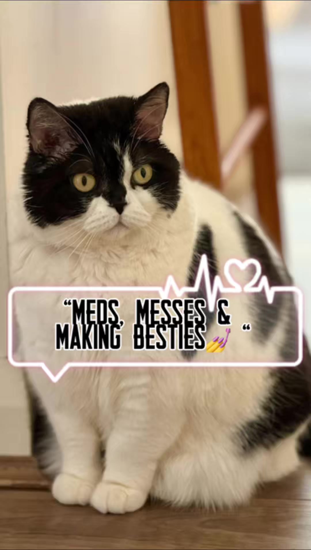 @mrsmeow