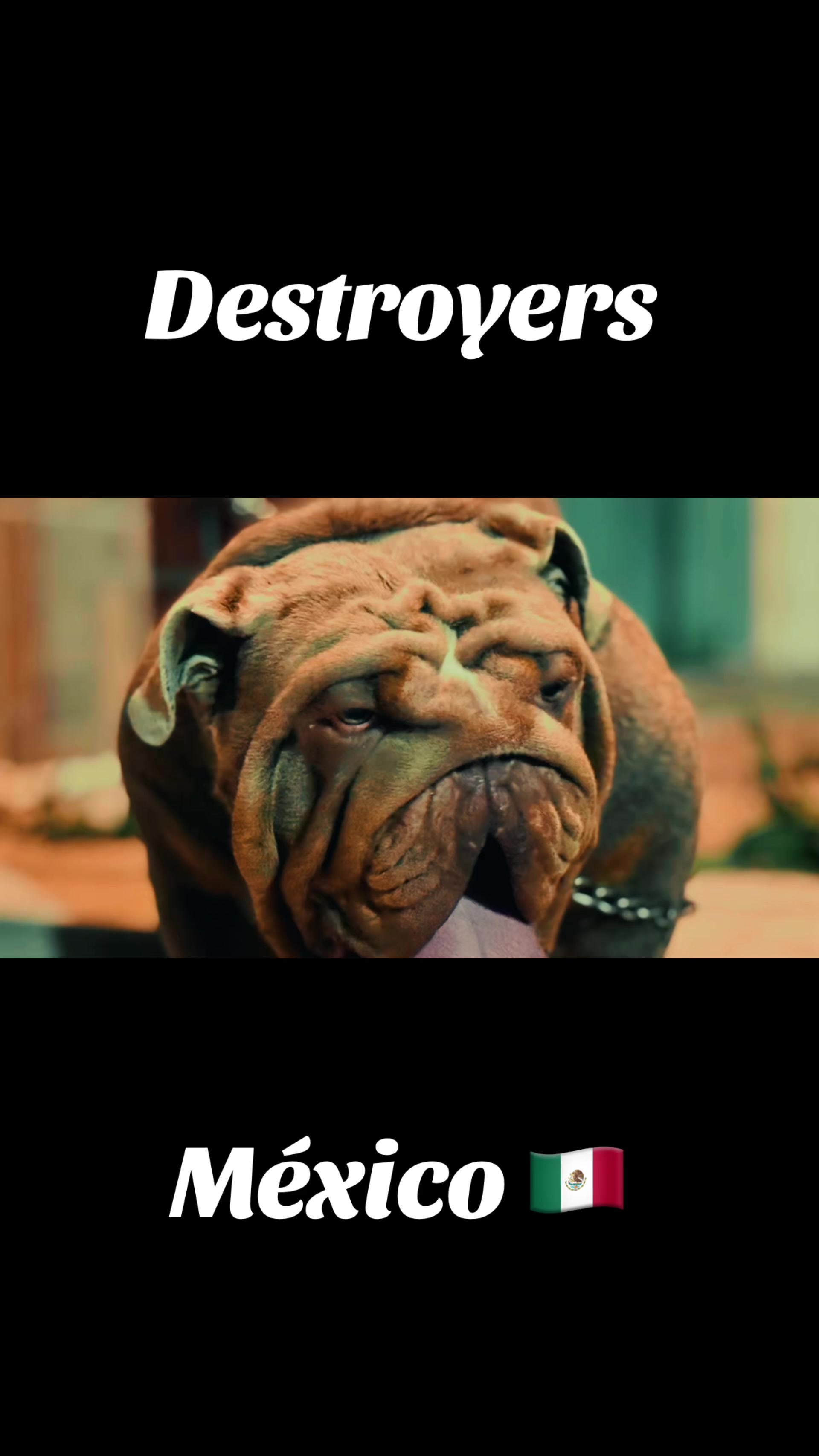 @Destroyers Bulldogs