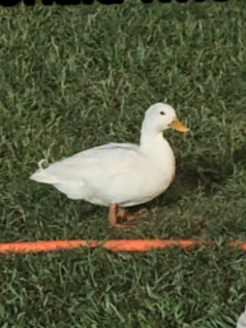 @Peaceful Point Homestead 🦆