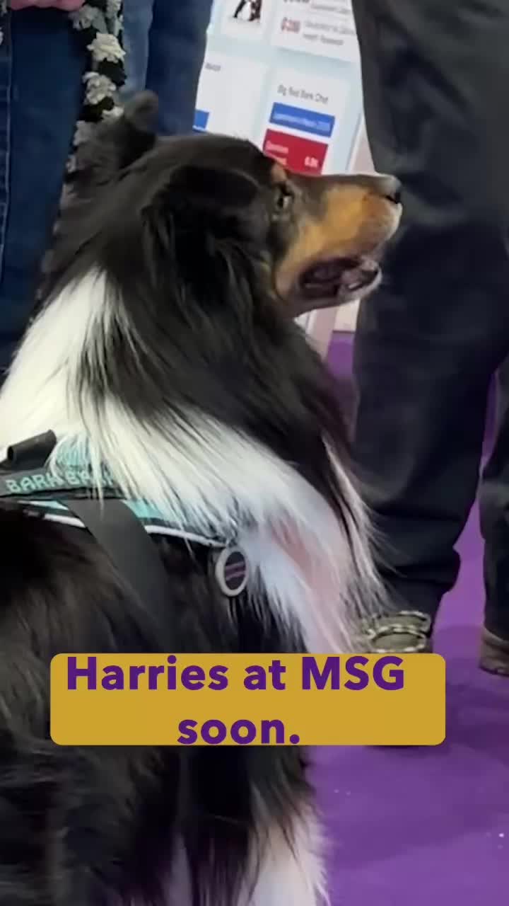 @Westminster Kennel Club