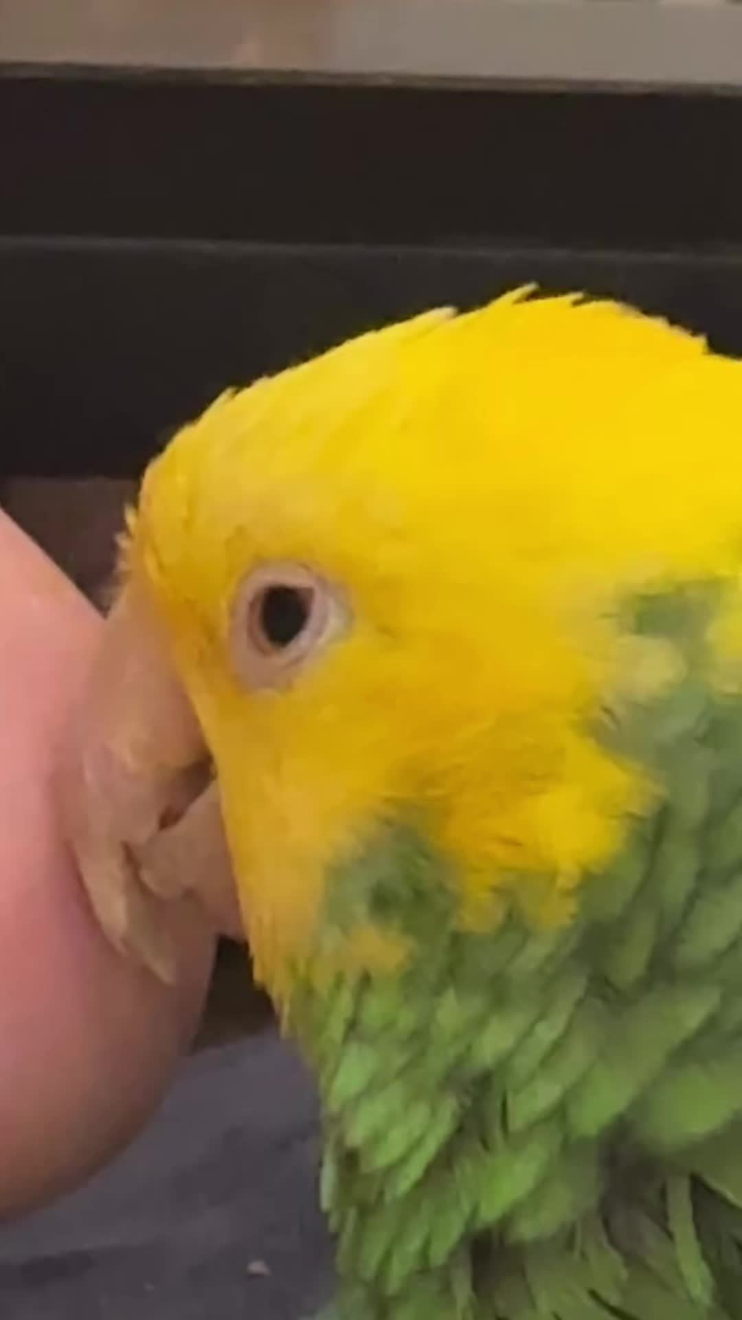 @imforthebirds