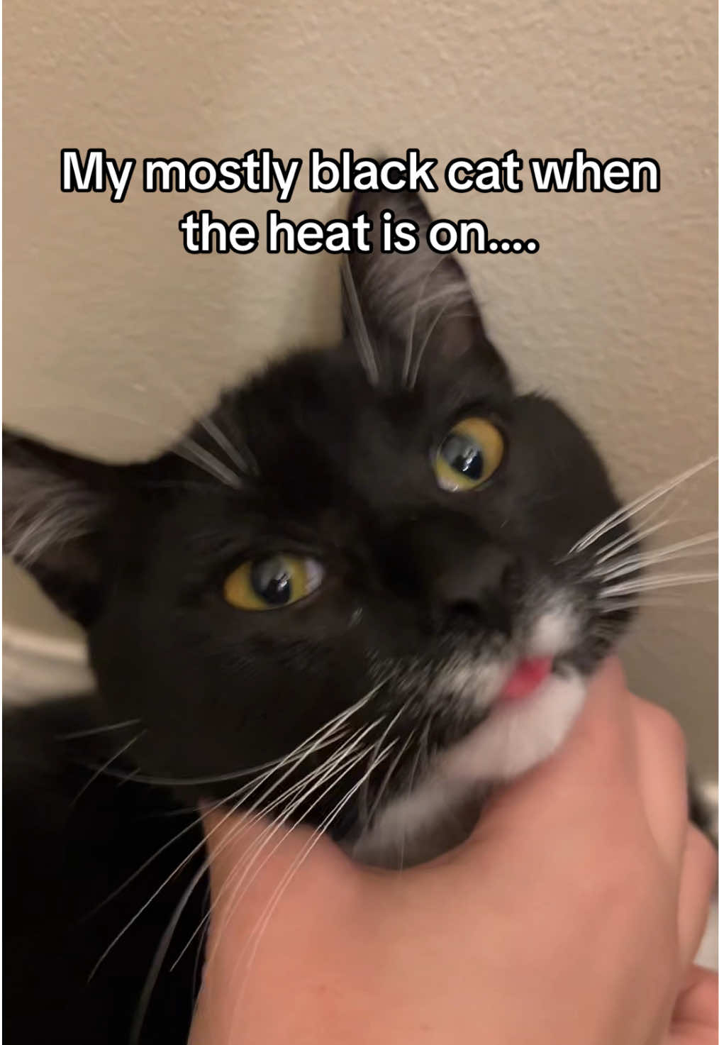 @FamiliarFEYpets
