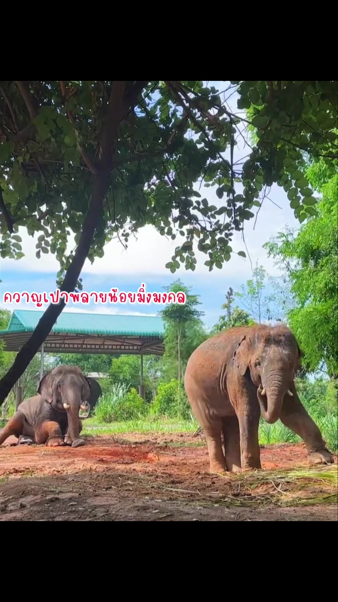 @aoraeeFcMooming🐘❤️
