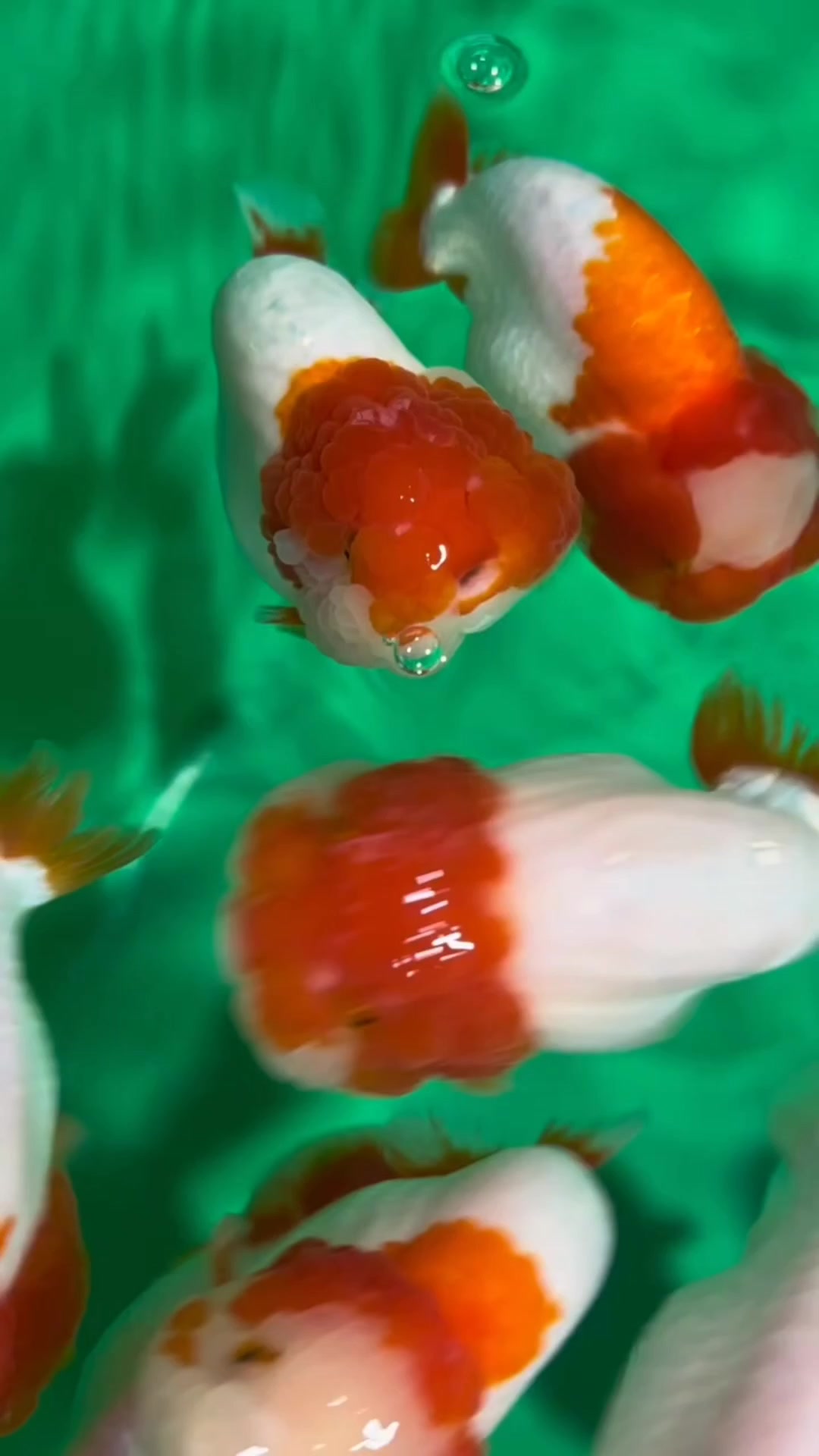@𝕂𝕚𝕟𝕘 𝔾𝕠𝕝𝕕𝕗𝕚𝕤𝕙 3