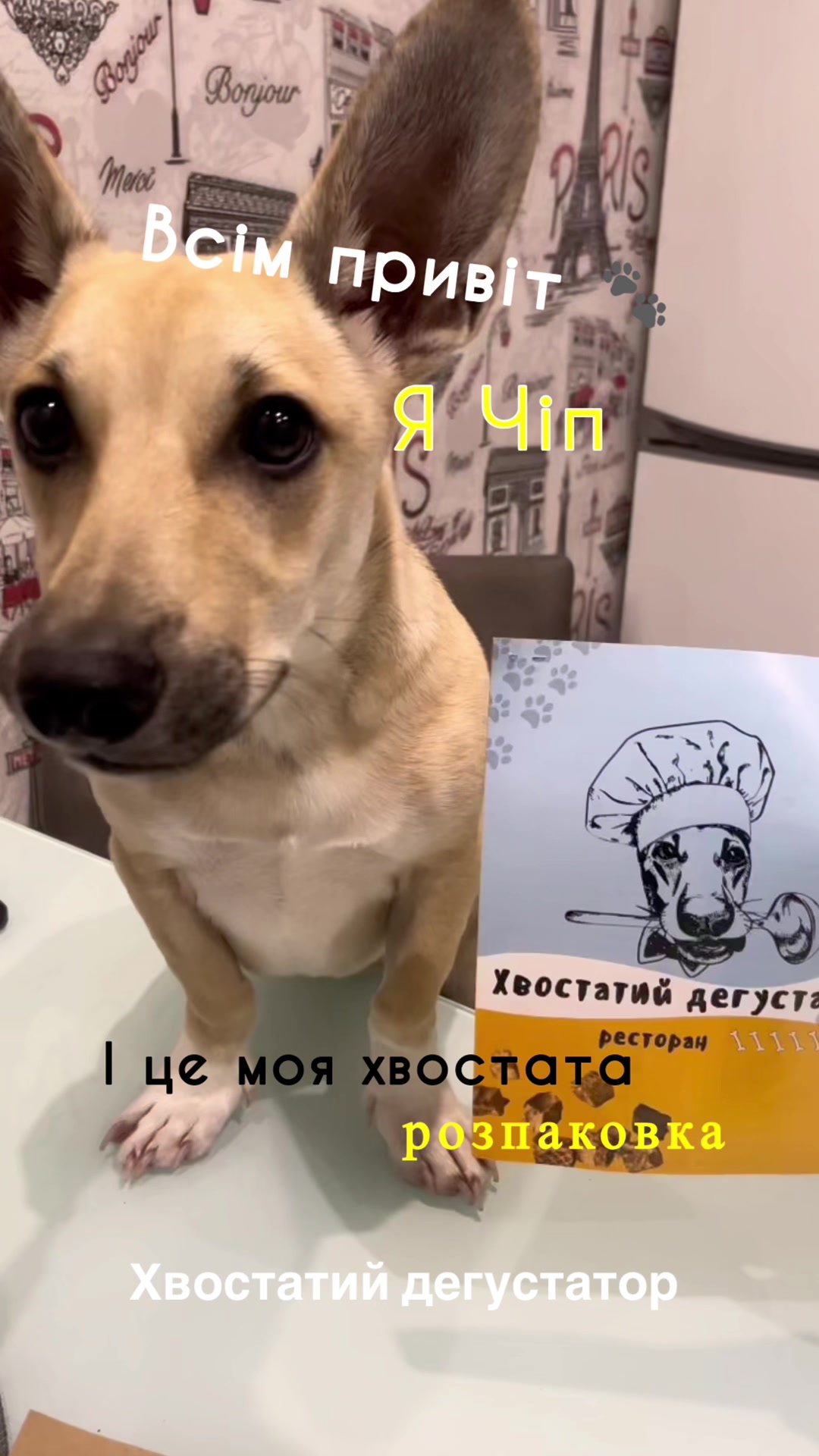 @Чіпік 🐶