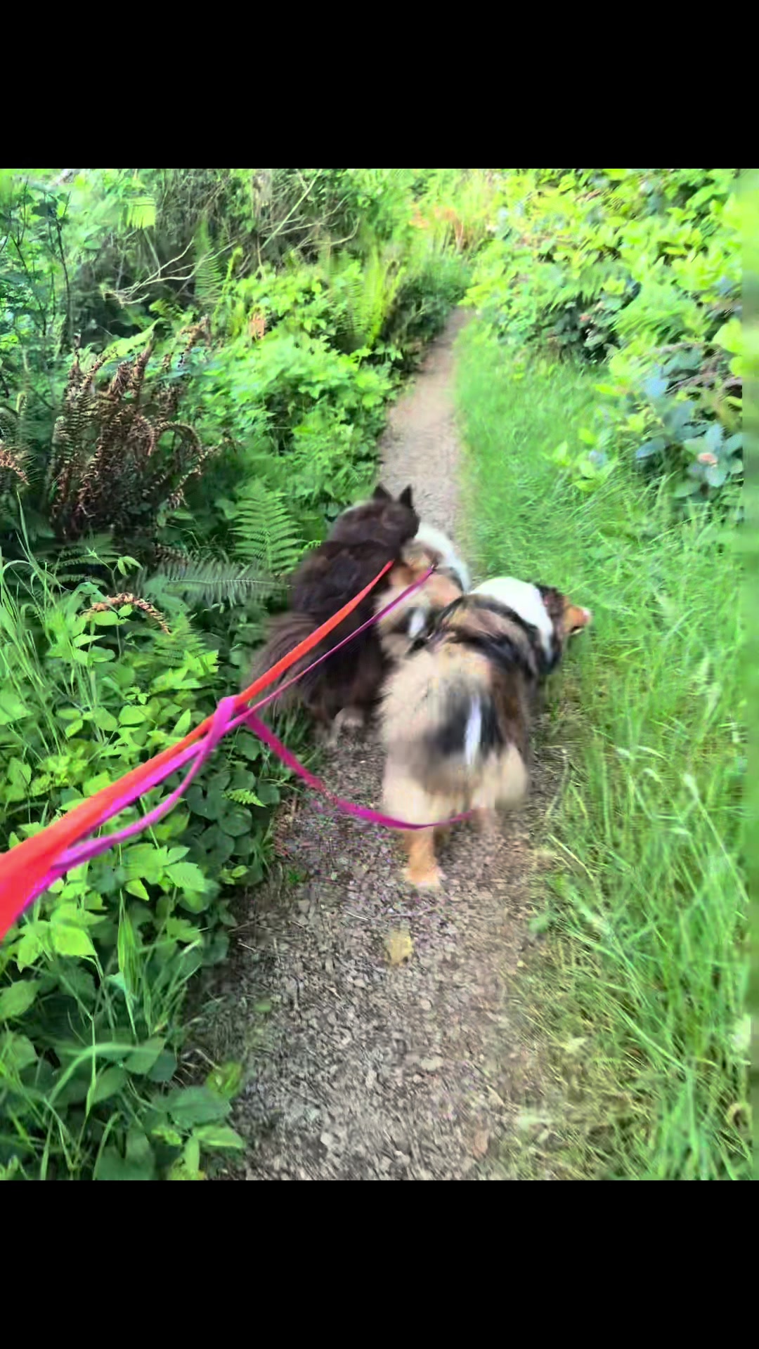 @Heather Discovery Canine Adv.