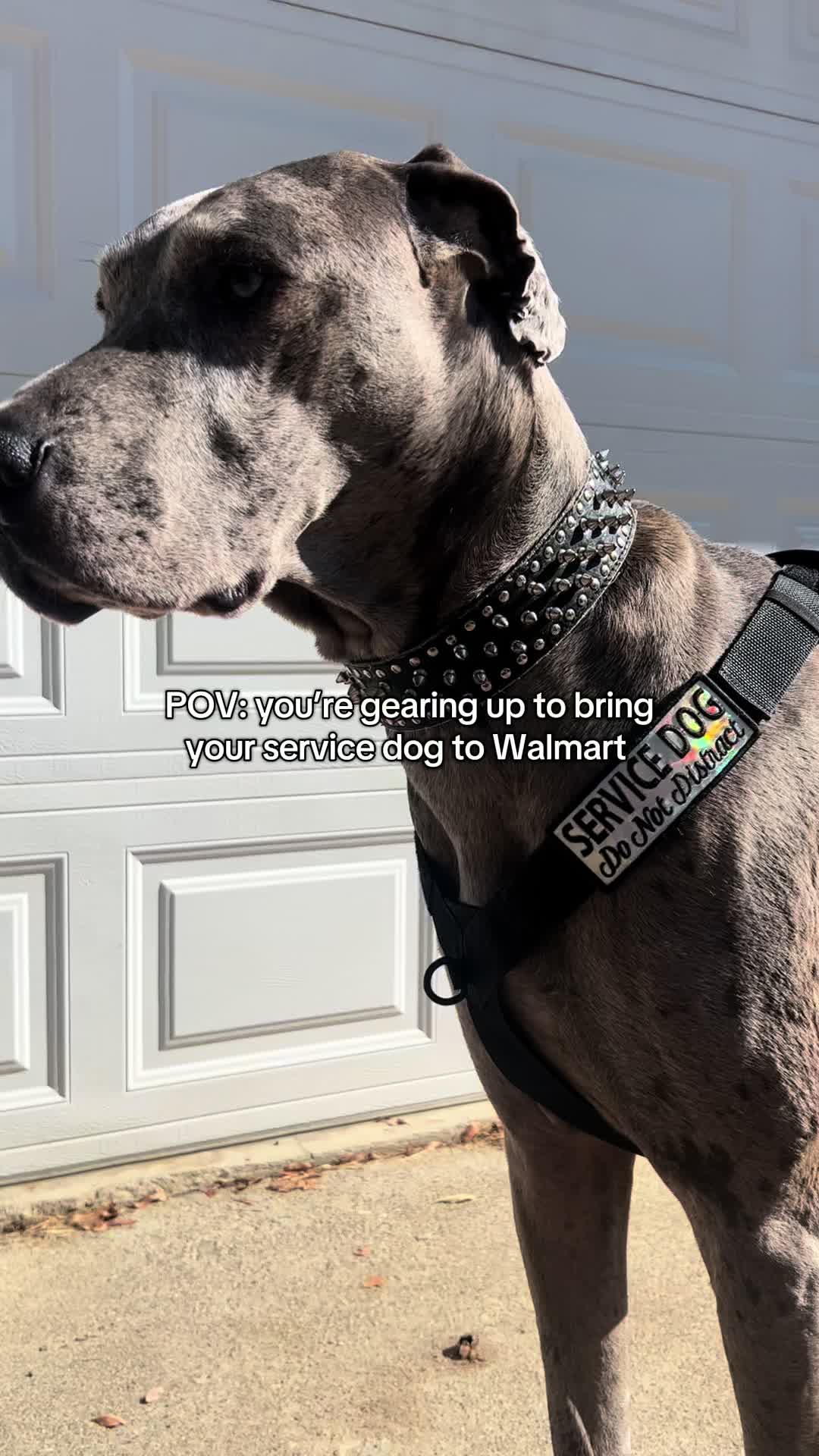 @lex 🐺⛓️