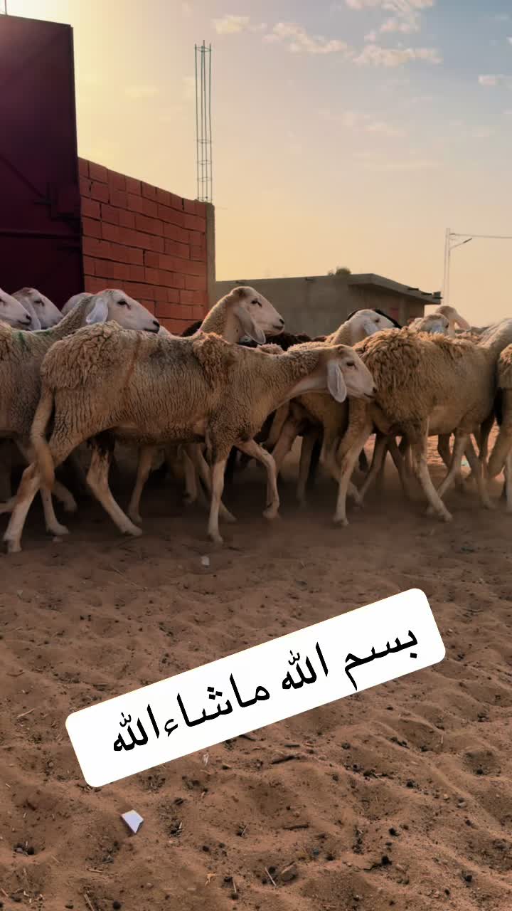 @بلال القفصي لبيع المواشي