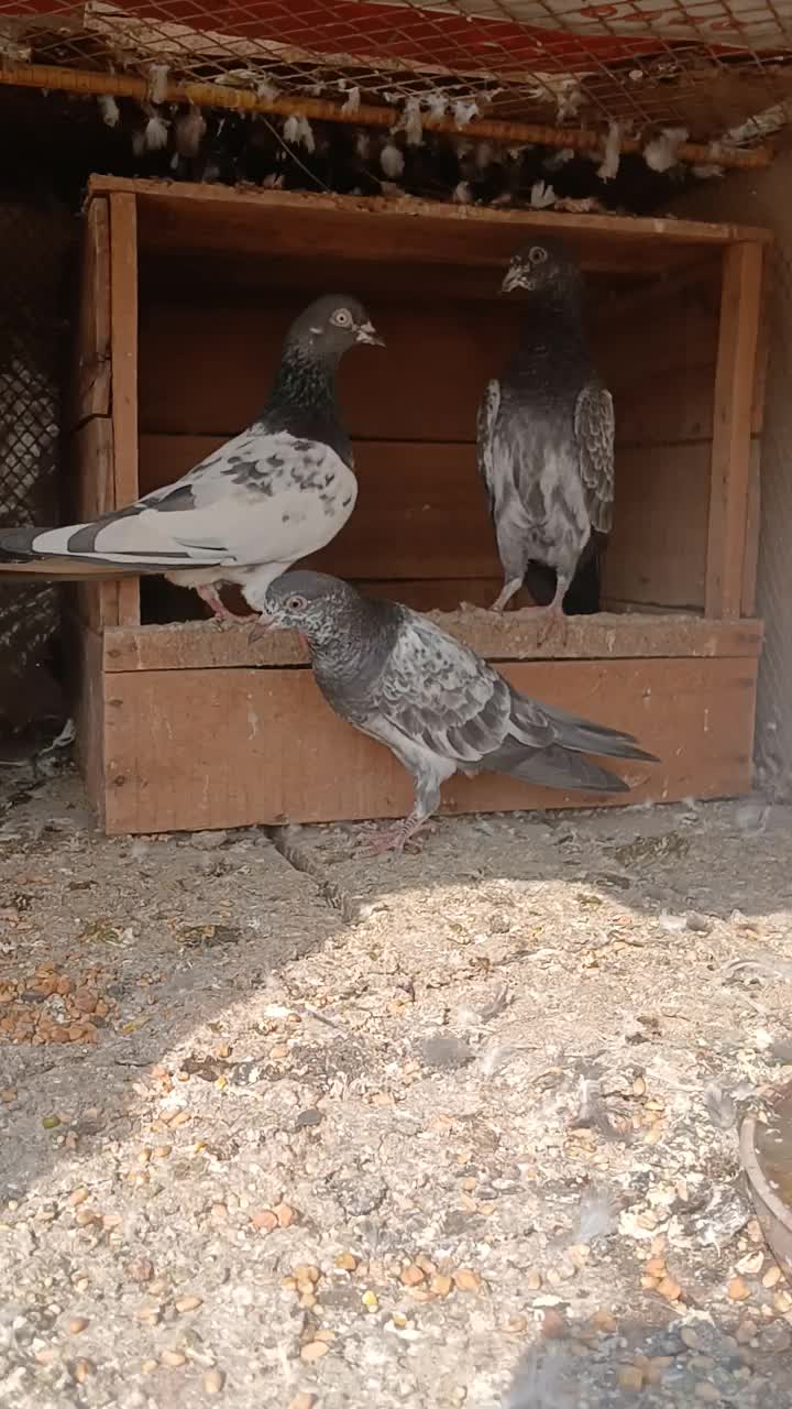 @Ranakasuripigeon