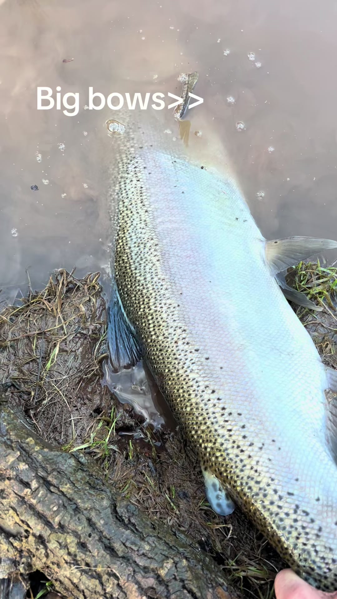 @Loganthefish🐟
