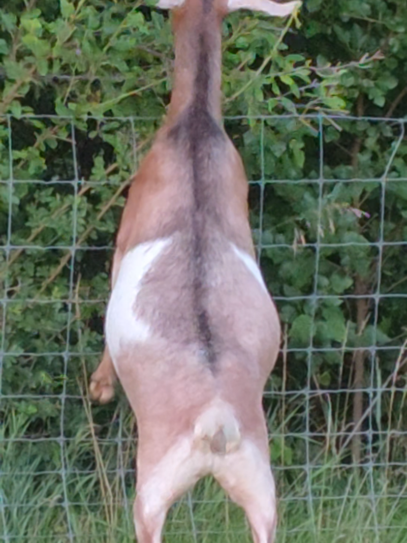 @HarmonyHillFarmSanct