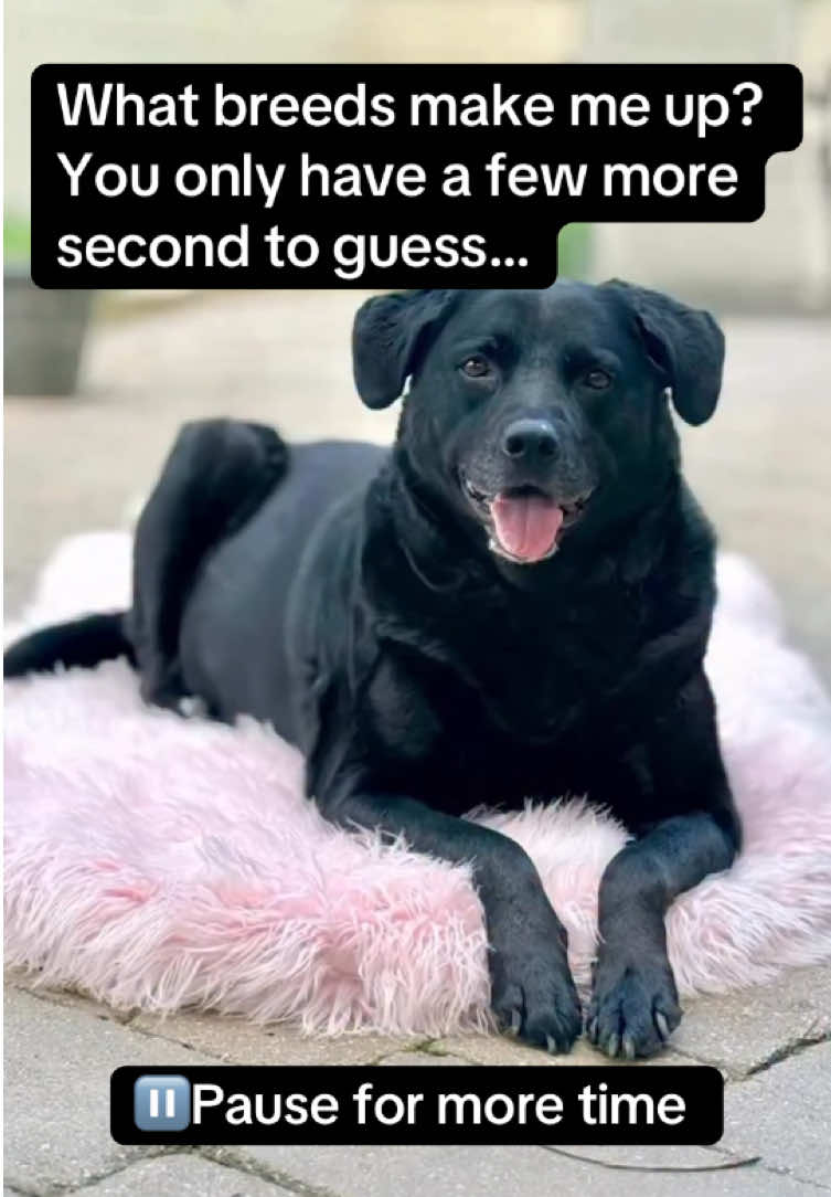 @Embark Vet