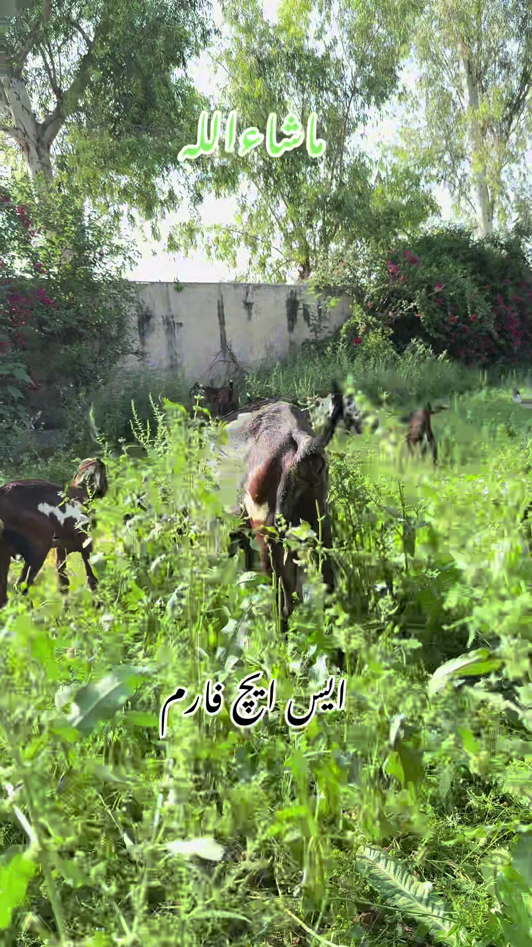 @SH Farm