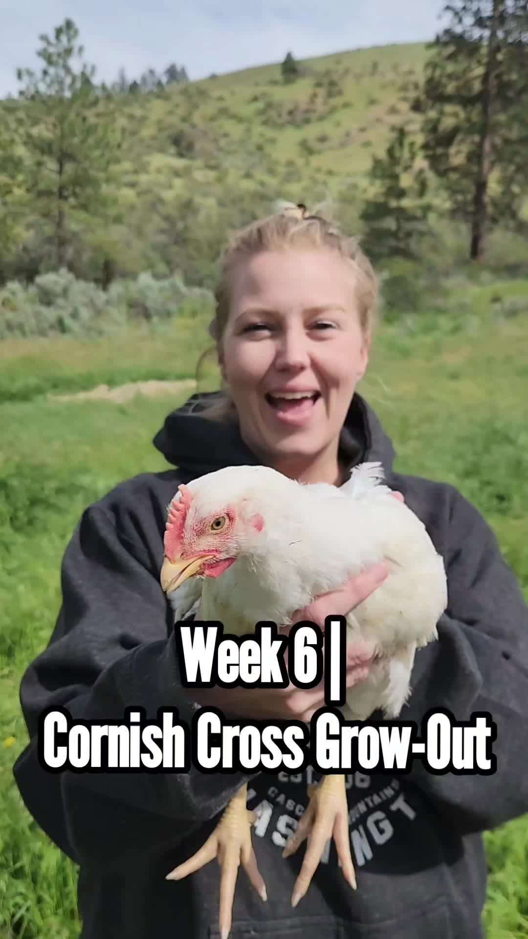 @MountainSpringHomestead