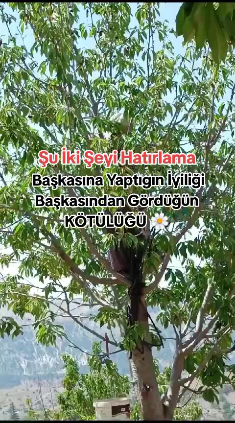 @papatyamm