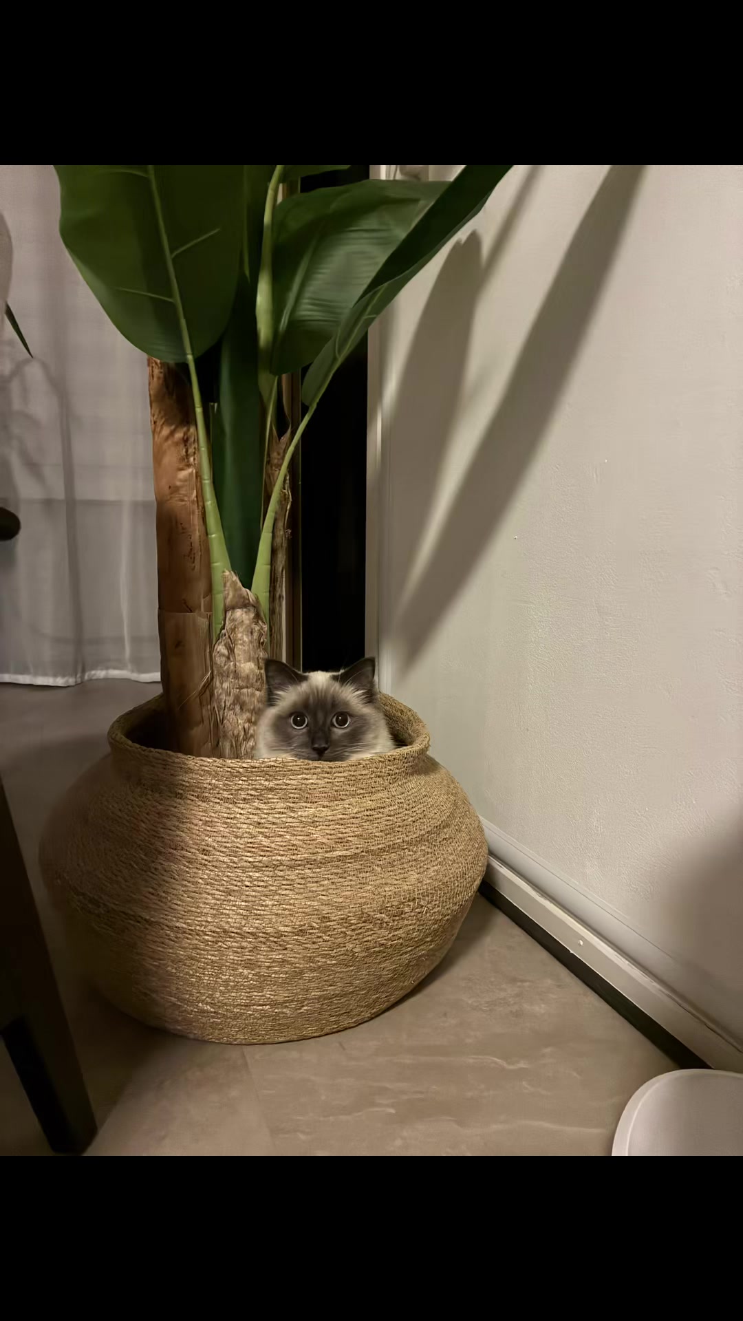 @Amadeus the ragdoll