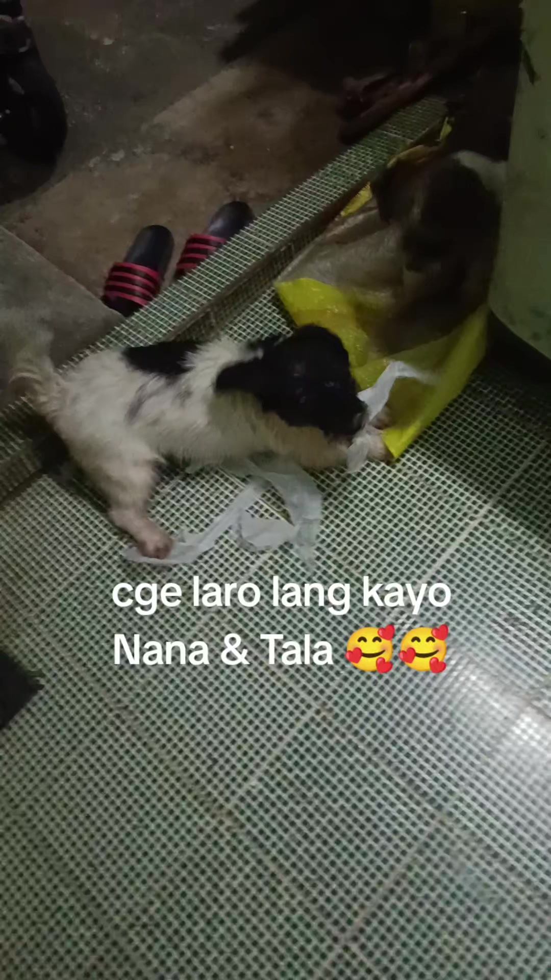 @💕Vine💕