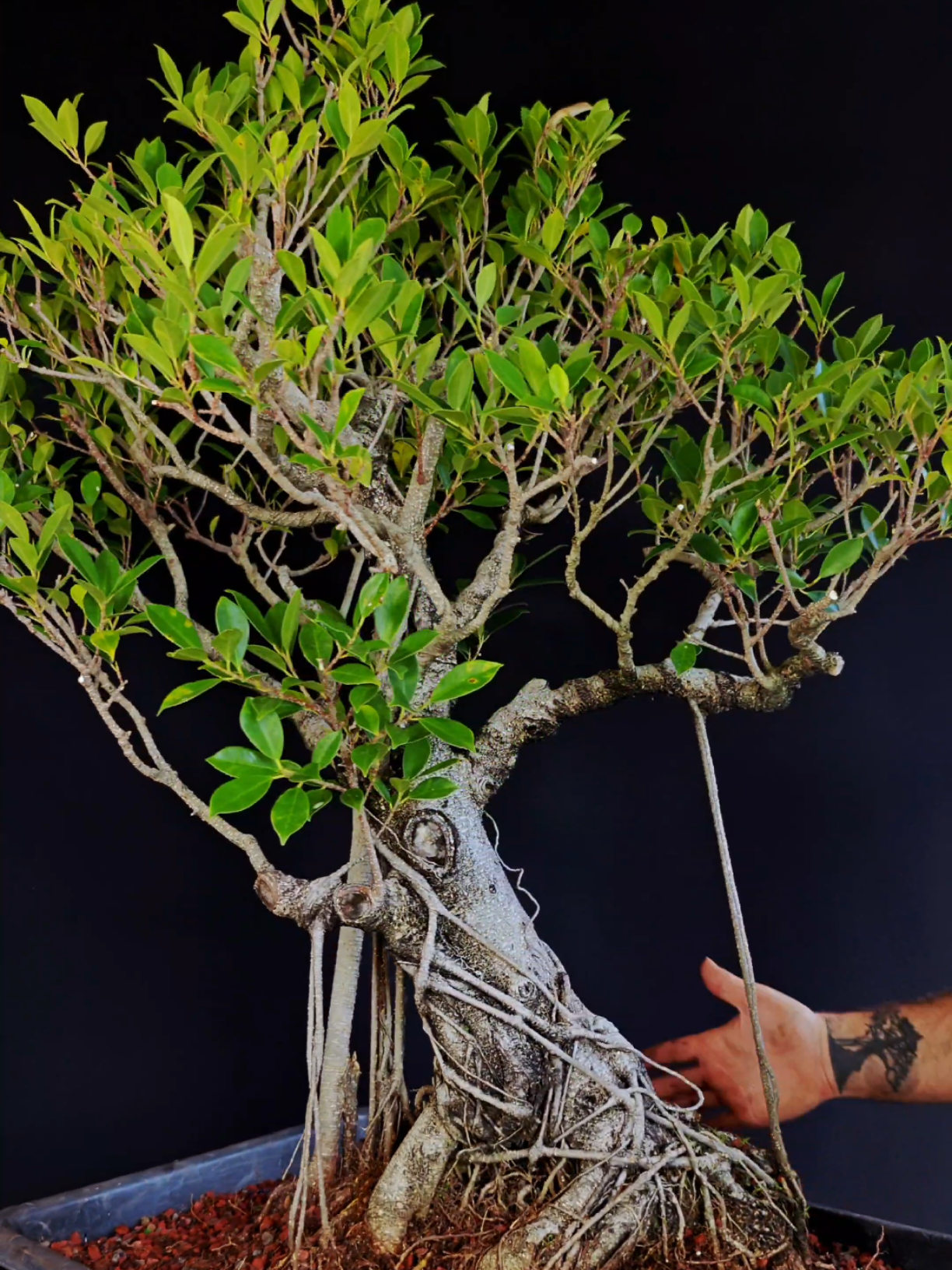 @Bryan Loves Bonsai