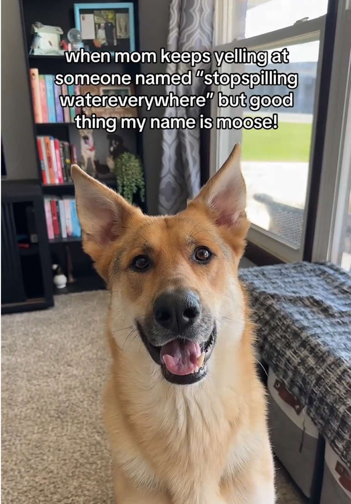 @miloandmoose