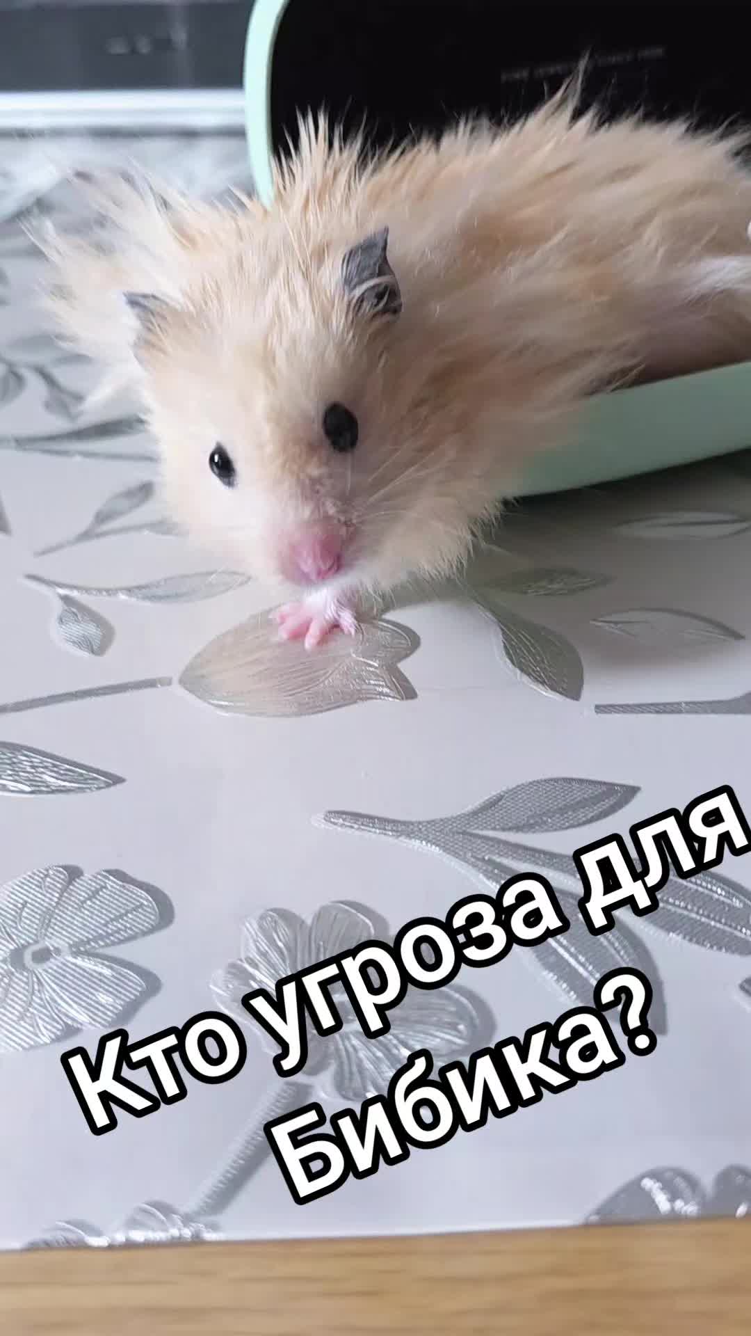 @"ВСЯ СИЛА В МАМКАХ"