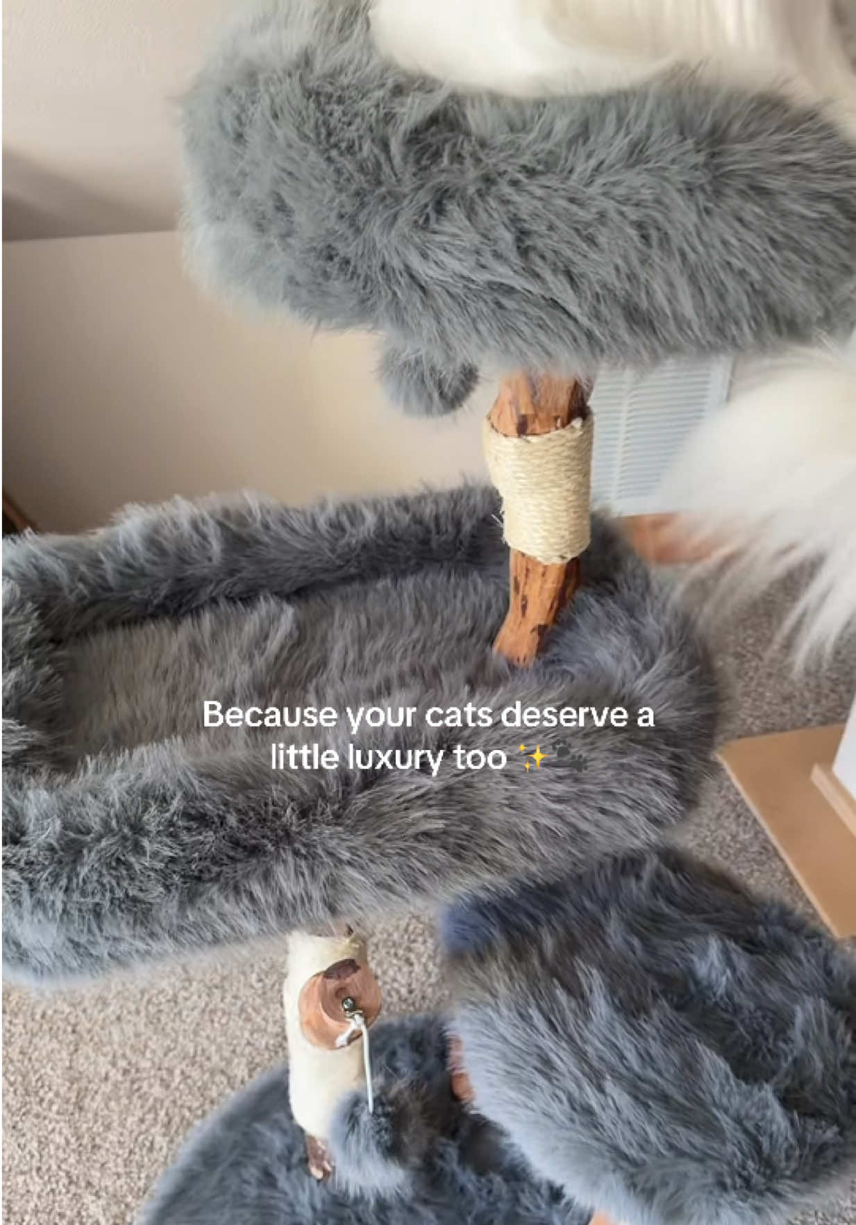 @Velvet Paws