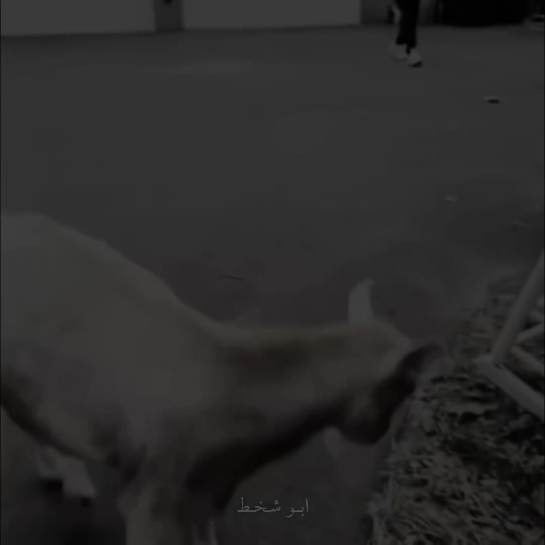 @ابـو شـخـط 🇲🇪