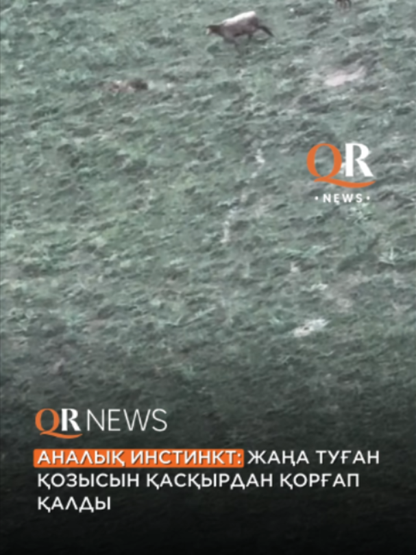 @QRNewskz