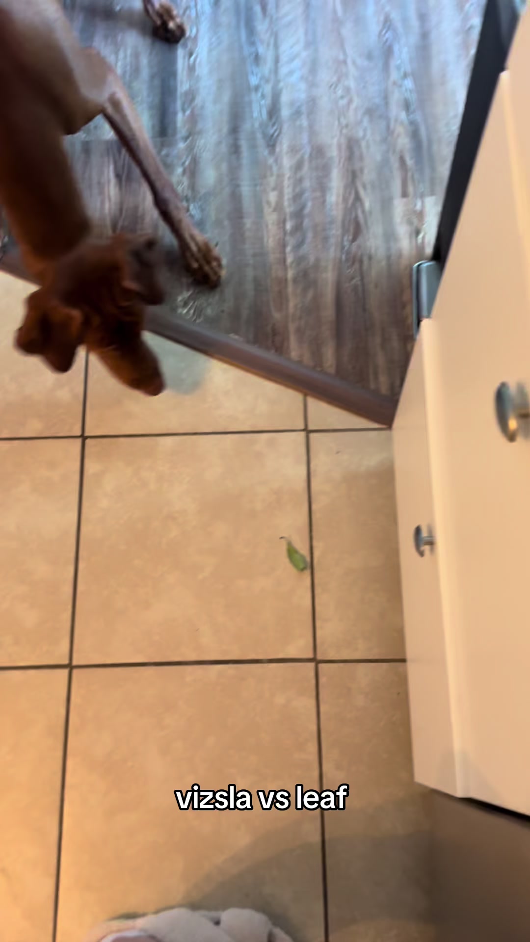 @Tycho the vizsla