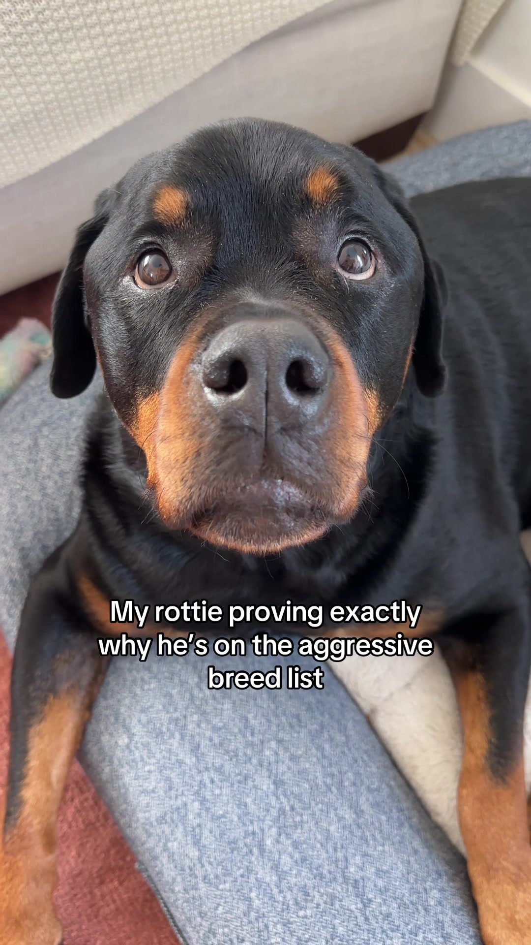 @Moose The Rottie