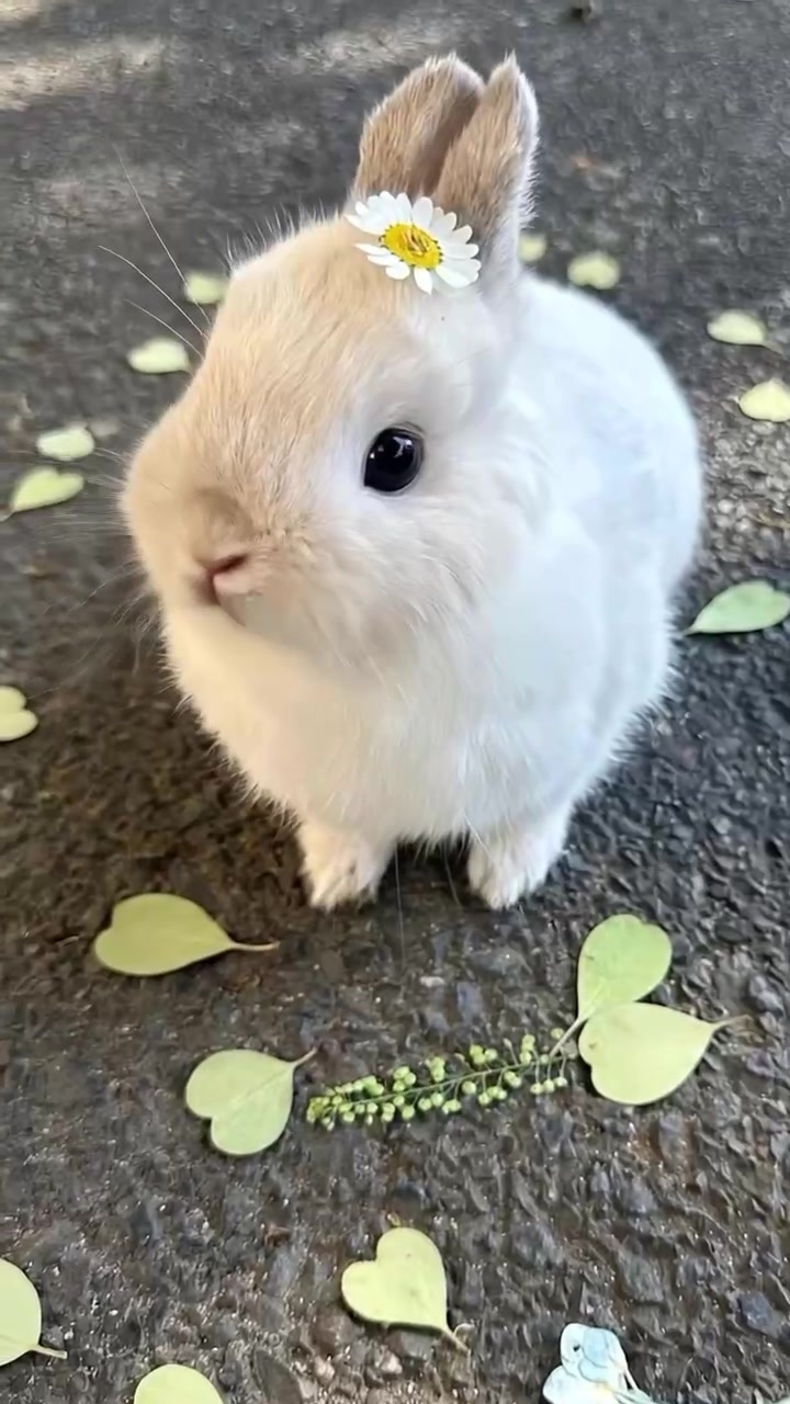 @anypet