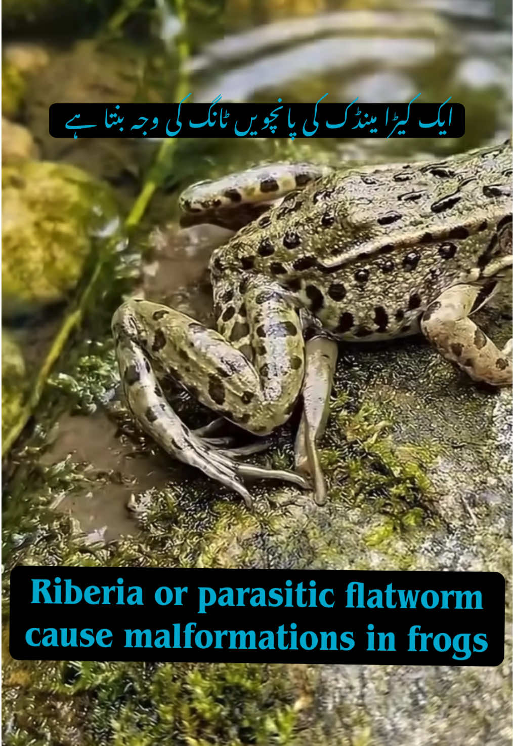 @Pest Mysteries