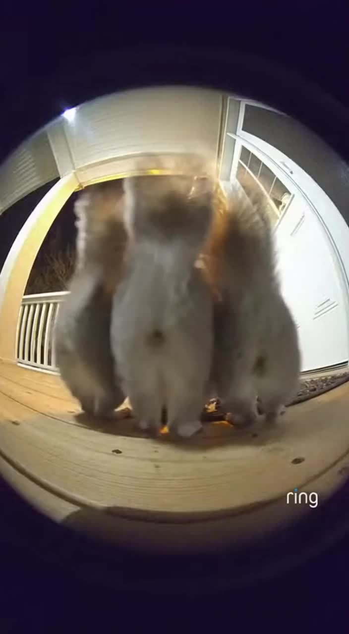 @petsmadnesstv