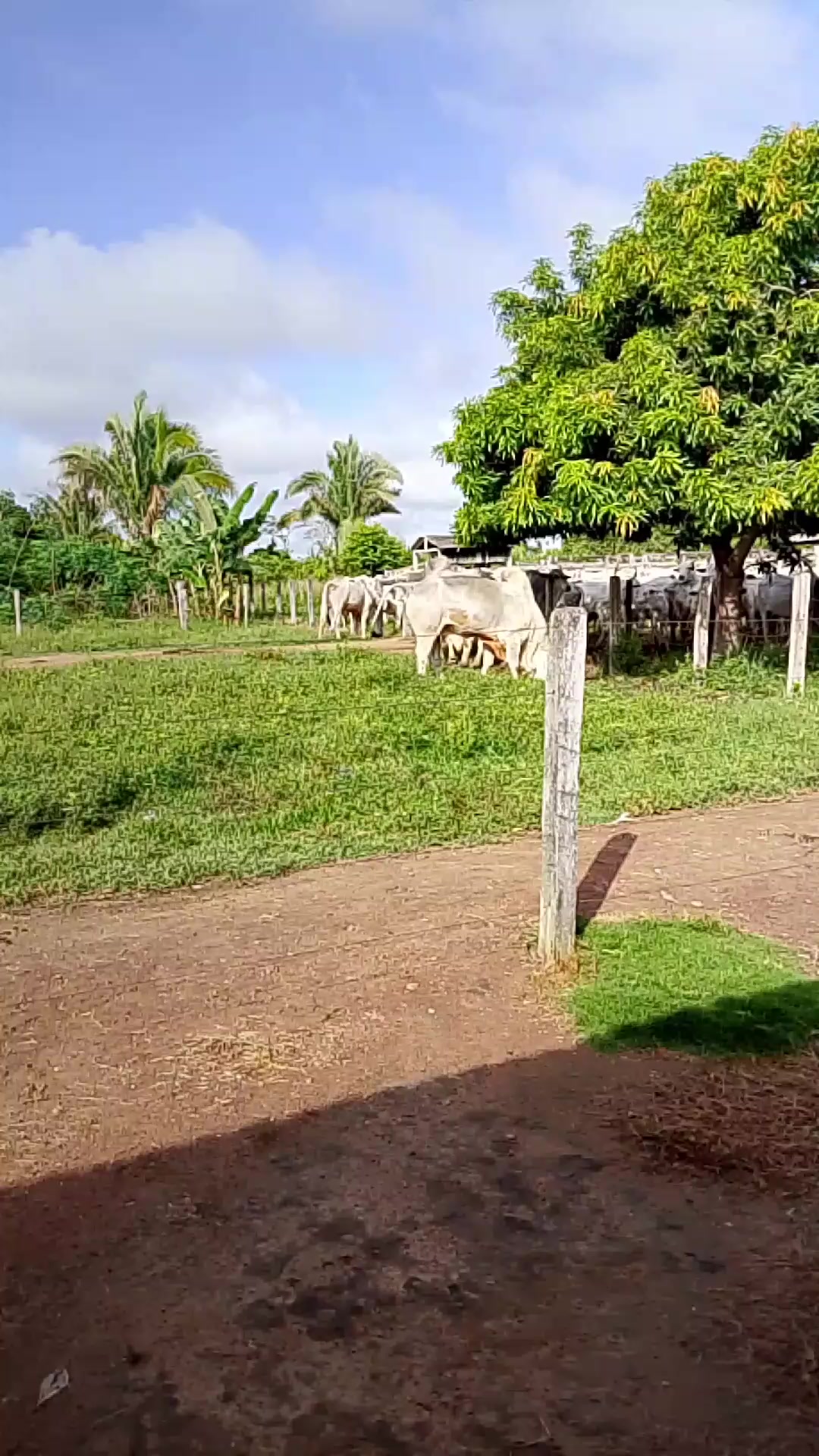 @Menina&Da roça🤠