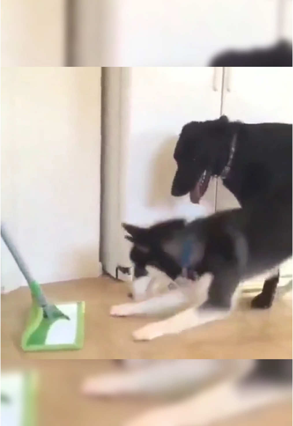 @cute dogs channel