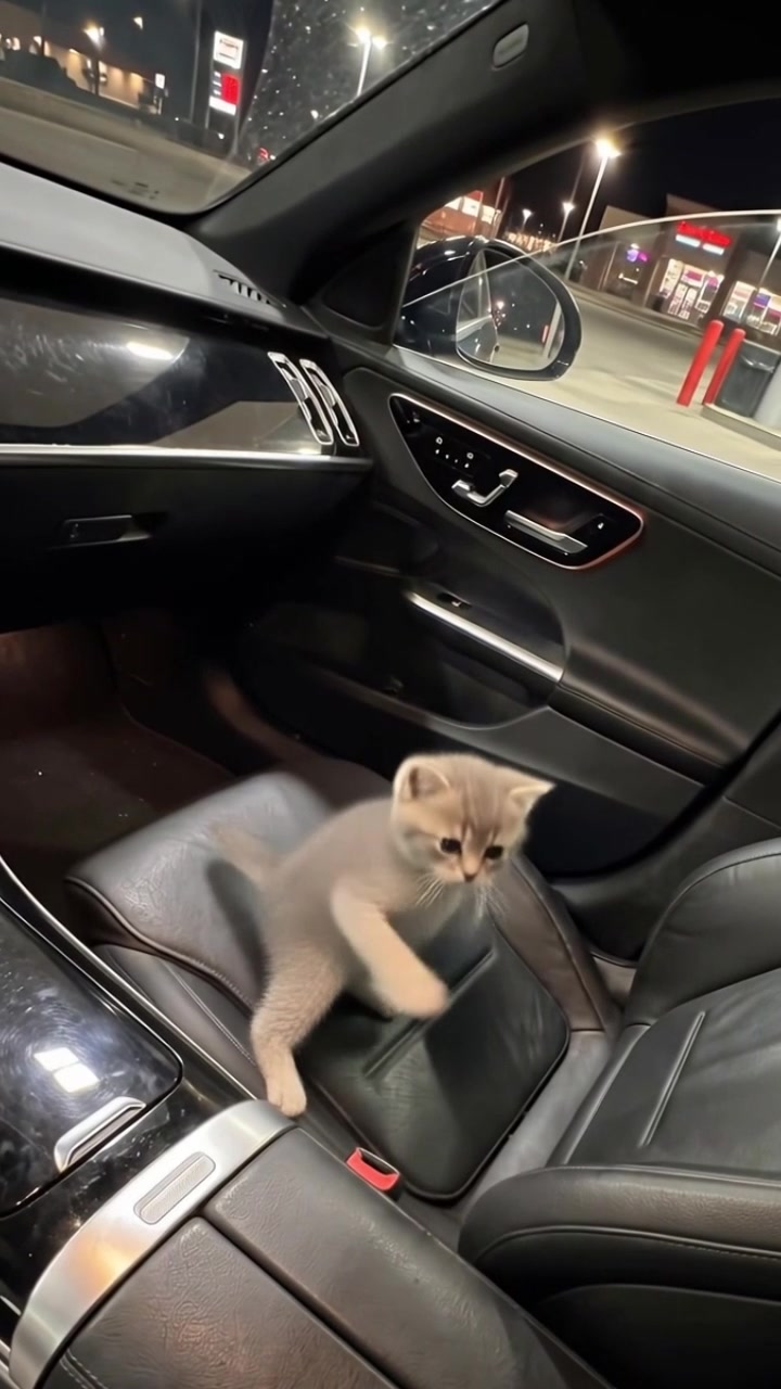 @meowmaxxers