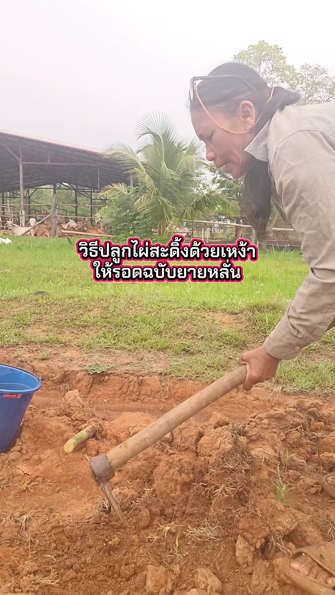 @นัดดาชอป