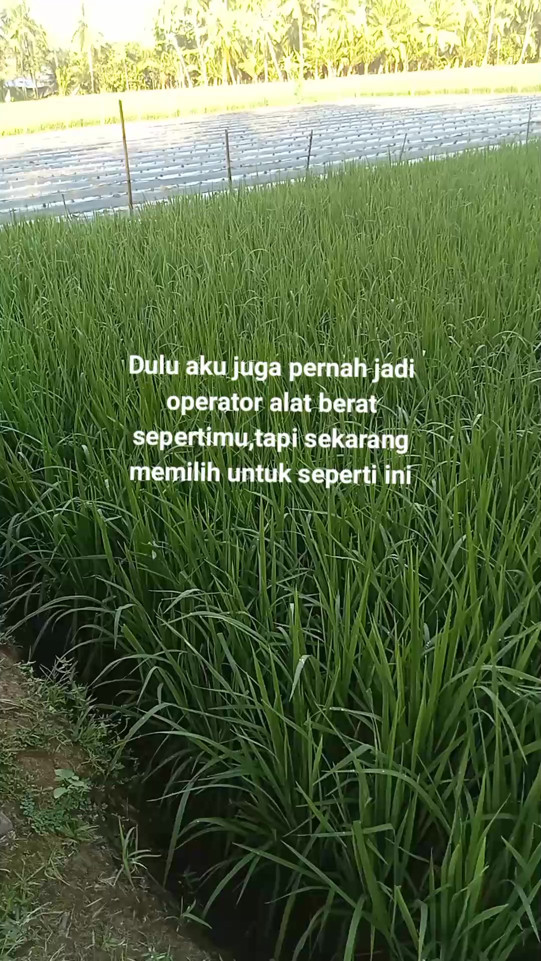@cebonk
